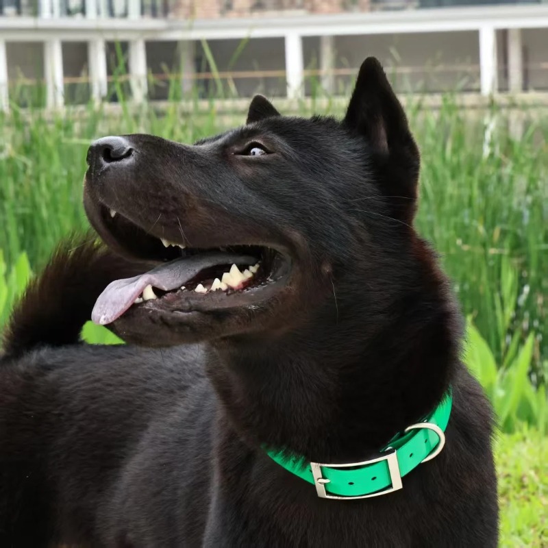 2.5cm Genişliğinde Ağır Hizmet - Outdoor Hunting Dogs incelemesi ve fiyatı